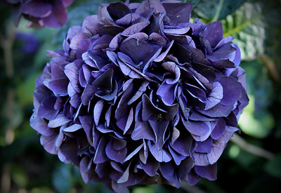 hydrangea-purple.jpg