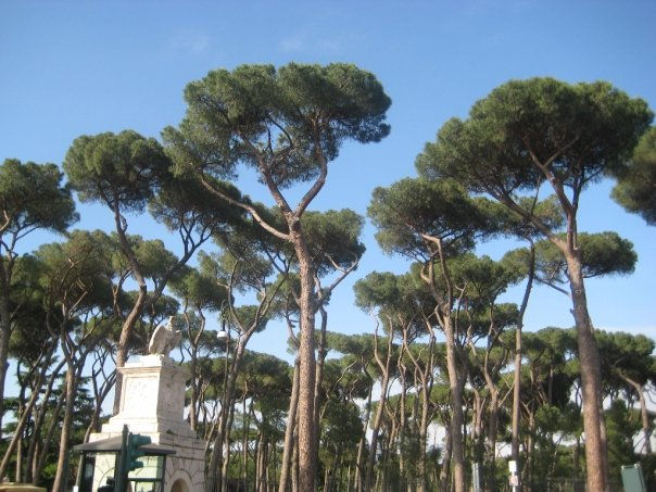 Villa Borghese, 2008
