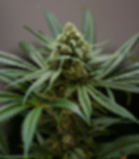 BAKE! Cannabis légalisation