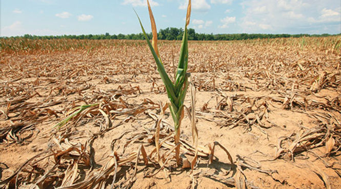 us-crop-export.gi_.top_.jpg