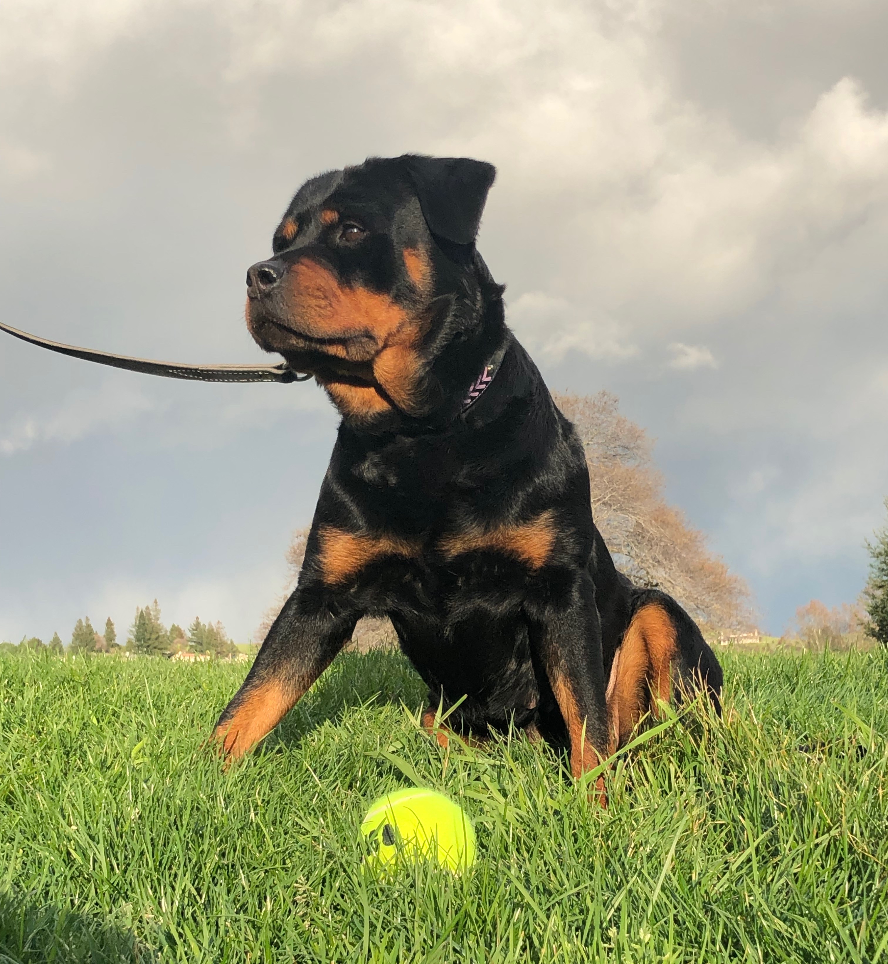 Cora