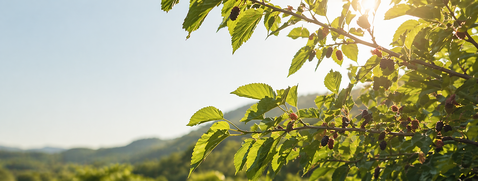이레농원 베너이미지.png