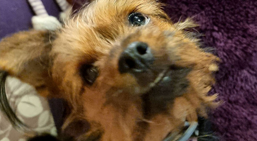 100 MILES IN MARCH FOR MARGO