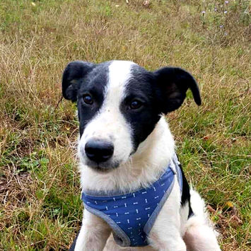 brokenhalorescue.co.uk