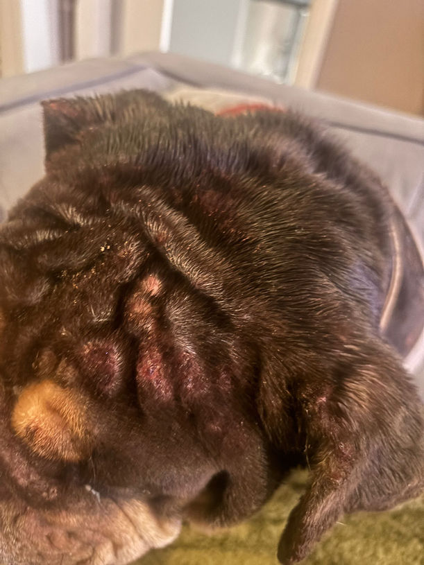 What George needs now:
 • Urgent veterinary treatment
 • Ongoing medical care
 • Support from people who care about rescue dogs. 