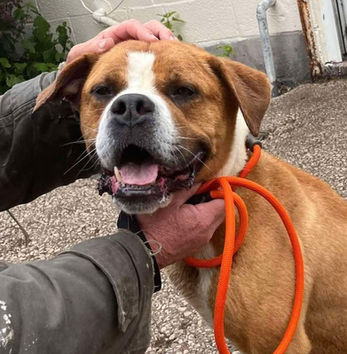 brokenhalorescue.co.uk