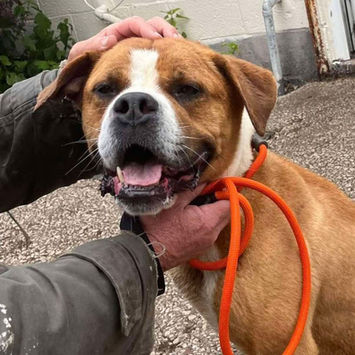 brokenhalorescue.co.uk