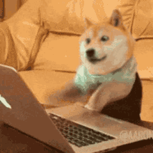 Barkinside Online 2025