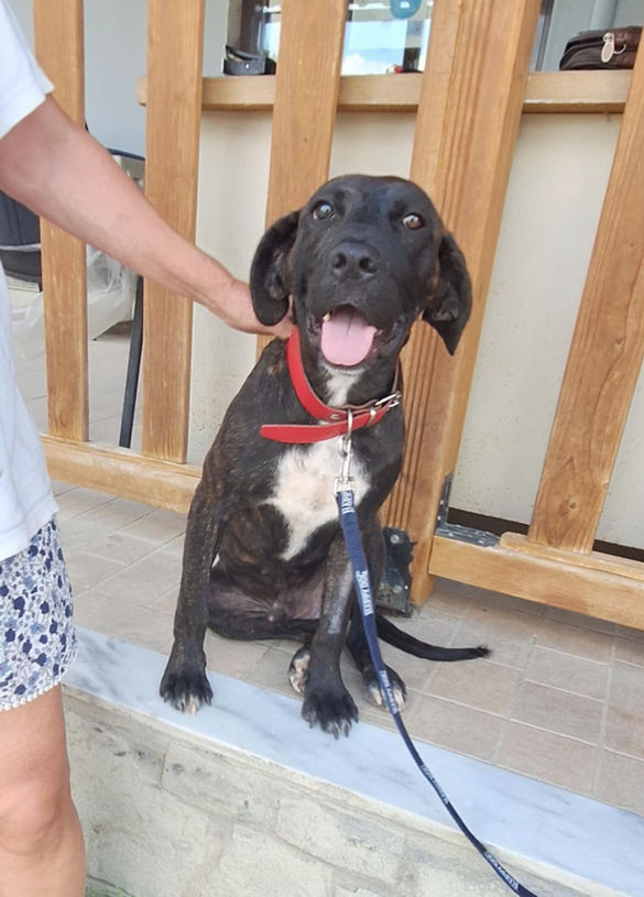 brokenhalorescue.co.uk