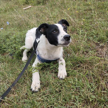 brokenhalorescue.co.uk