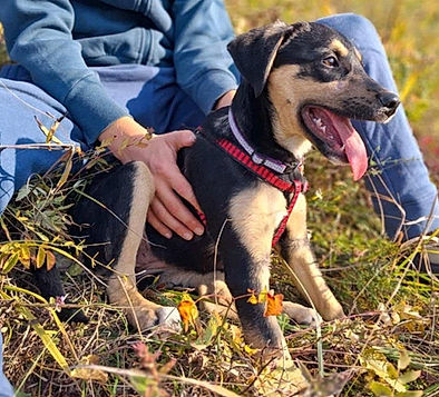 brokenhalorescue.co.uk