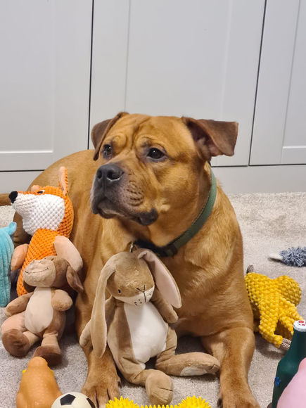 https://www.brokenhalorescue.co.uk/