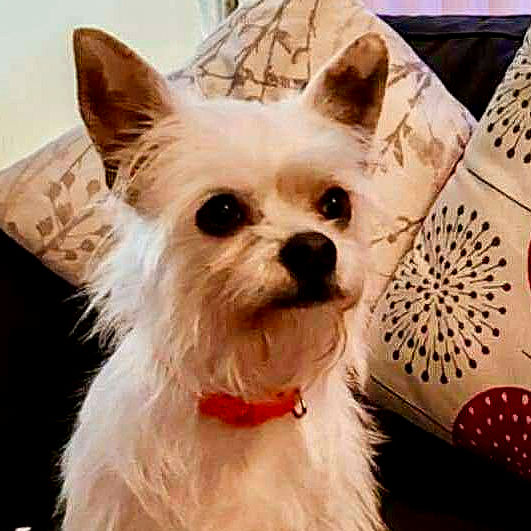 brokenhalorescue.co.uk