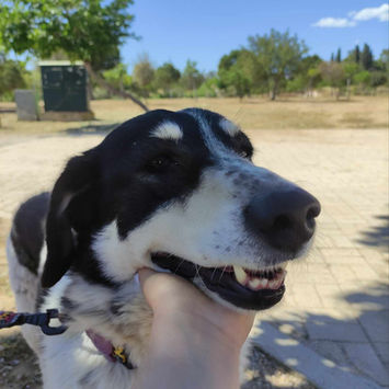 brokenhalorescue.co.uk