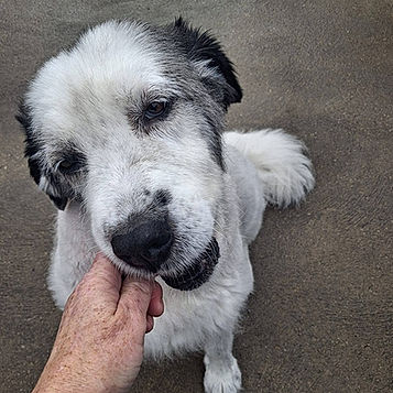 brokenhalorescue.co.uk