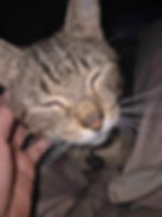 URGENT HELP NEEDED FOR MCTAT!