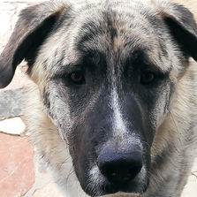 almahondon.com/dogs/leo