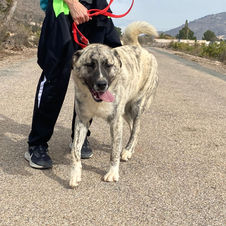 almahondon.com/dogs/leo