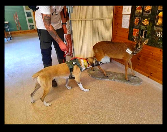 brokenhalorescue.co.uk