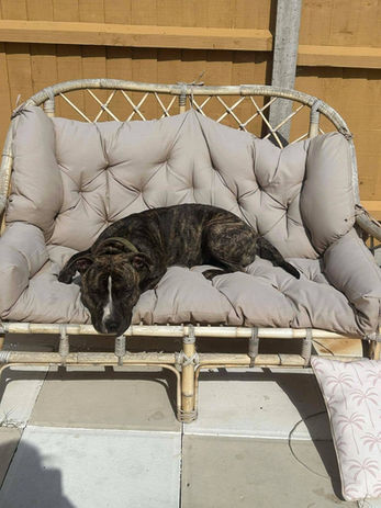 brokenhalorescue.co.uk