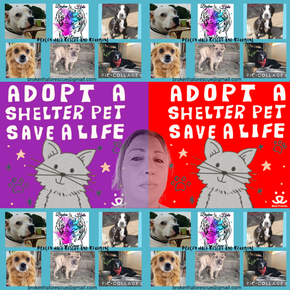 shelter pet