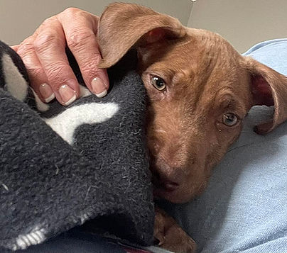 brokenhalorescue.co.uk