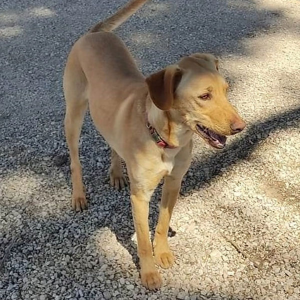 Archie