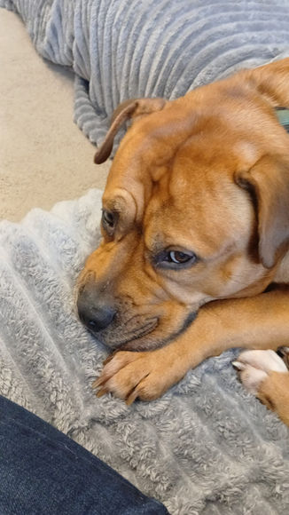 https://www.brokenhalorescue.co.uk/