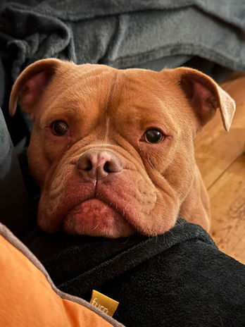 brokenhalorescue.co.uk