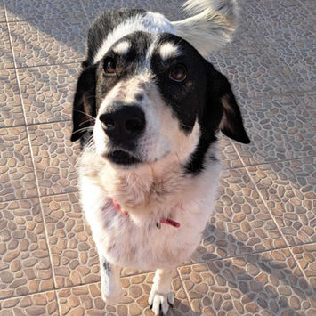 brokenhalorescue.co.uk