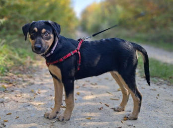 brokenhalorescue.co.uk