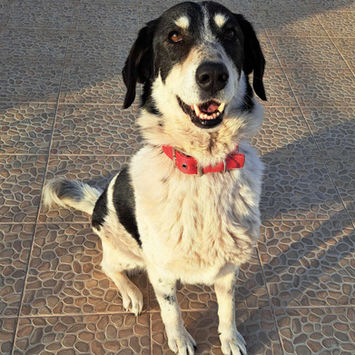 brokenhalorescue.co.uk