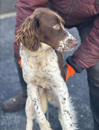 brokenhalorescue.co.uk