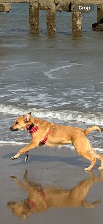 brokenhalorescue.co.uk