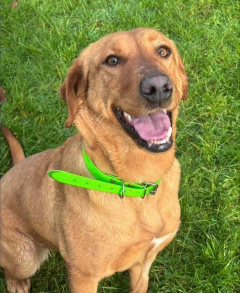 brokenhalorescue.co.uk
