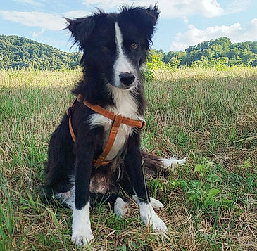 brokenhalorescue.co.uk