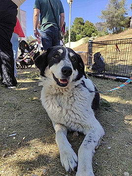 brokenhalorescue.co.uk