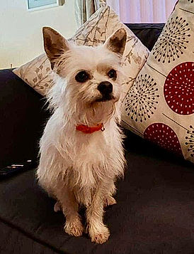 brokenhalorescue.co.uk