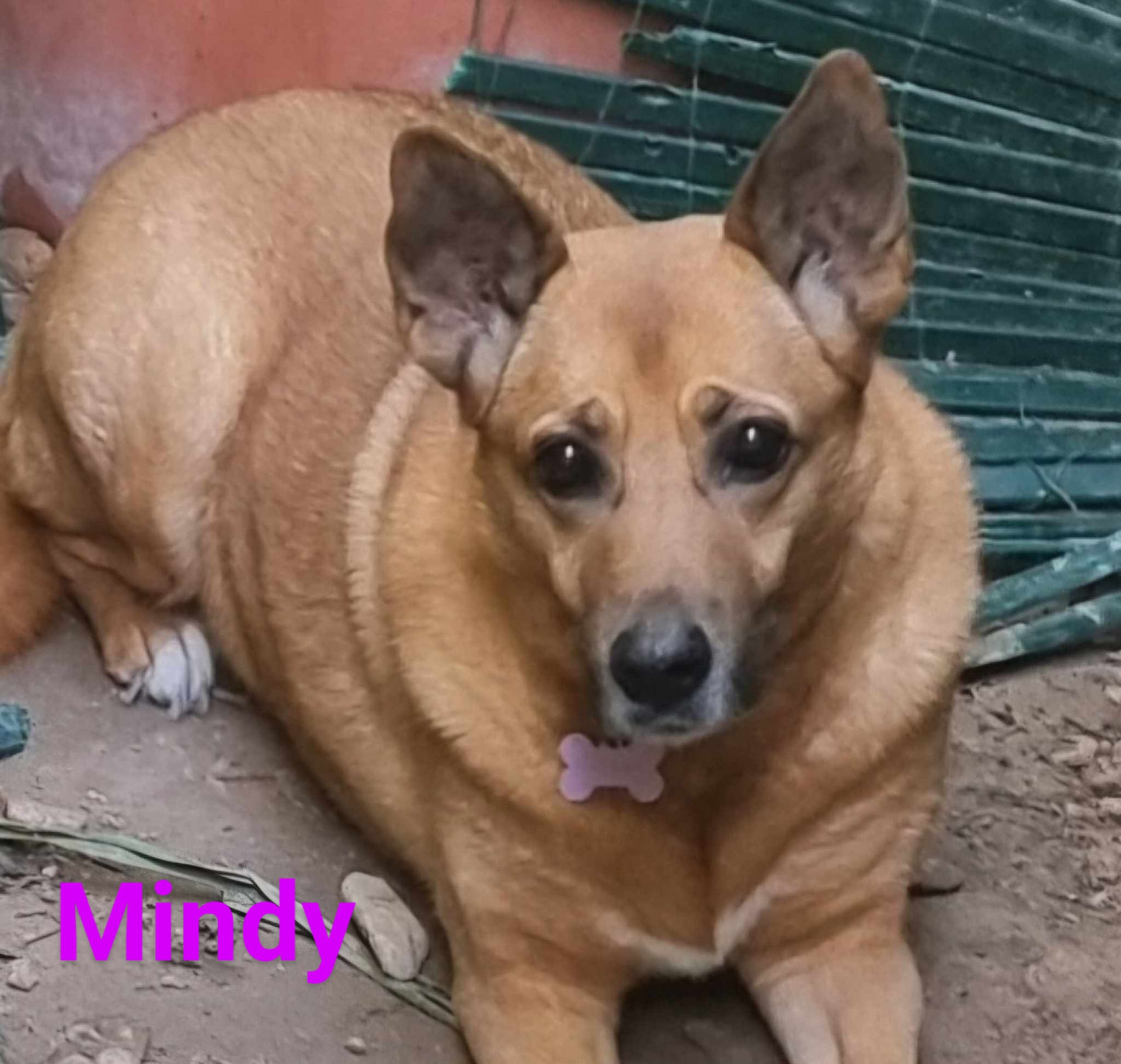 Please meet Mindy. A shy little girl of 12years of age and sister of Mork. Really lovely girl.