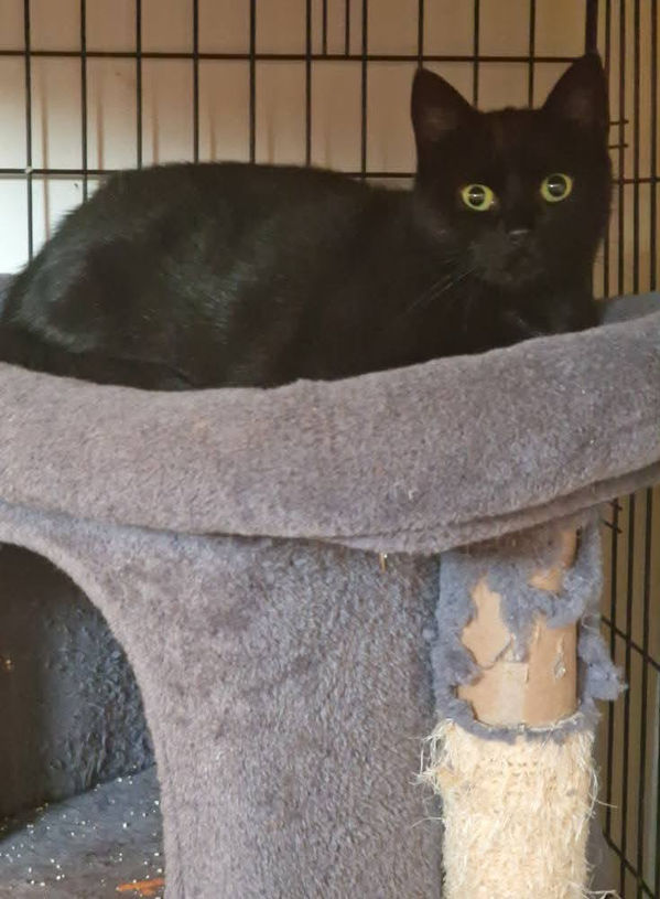 brokenhalorescue.co.uk