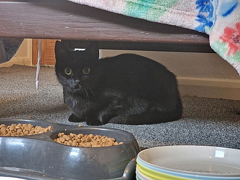 brokenhalorescue.co.uk