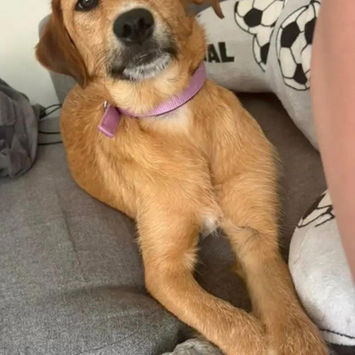 brokenhalorescue.co.uk