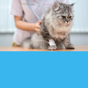 Cultura de Parceria... Interessante ou Necessário?