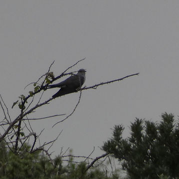 P1000859.JPG