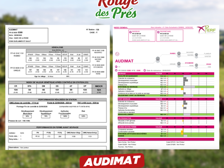 A VENDRE TAUREAUX AUDIMAT (TAG 136)