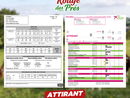 A VENDRE TAUREAUX ATTIRANT (TAG 122)