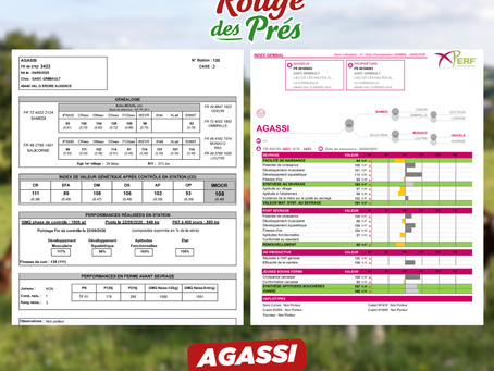 A VENDRE TAUREAUX AGASSI (TAG 130)