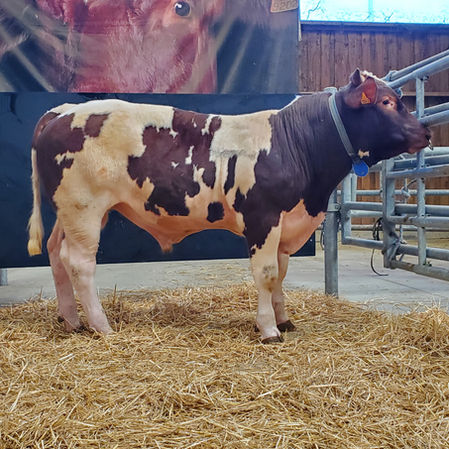 À VENDRE TAUREAU ADVENTIEL