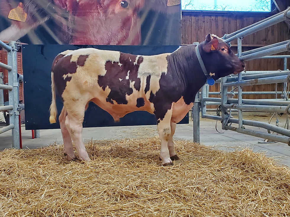 À VENDRE TAUREAU ADVENTIEL