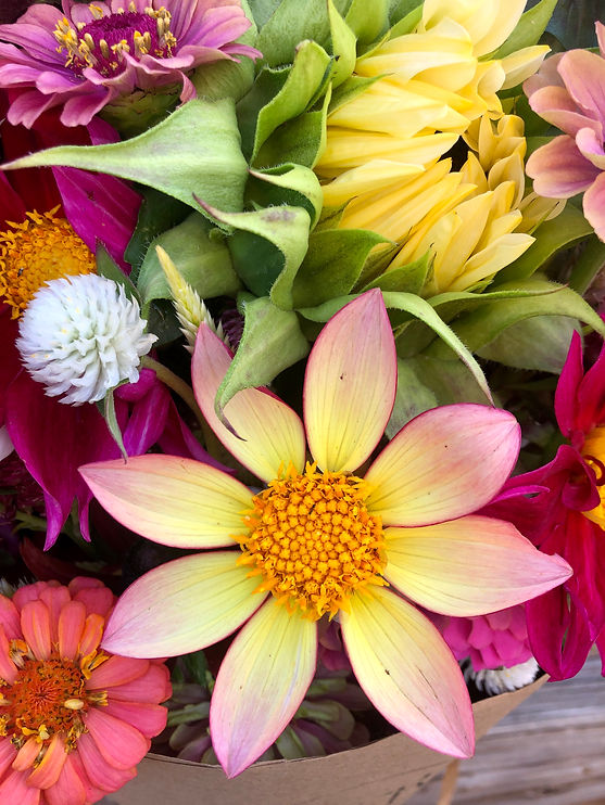 Astera Fresh Cut Blooms Local. Fresh. Seasonal Flowers in Topeka